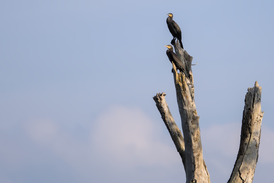 Zwei Kormorane auf einem Baum
