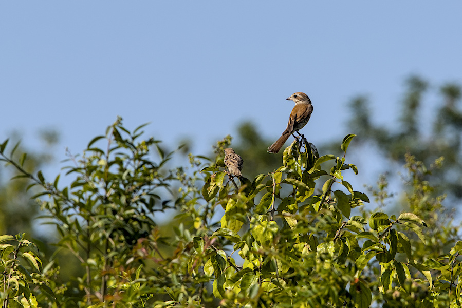 Zwei V&ouml;gel auf einem Baum