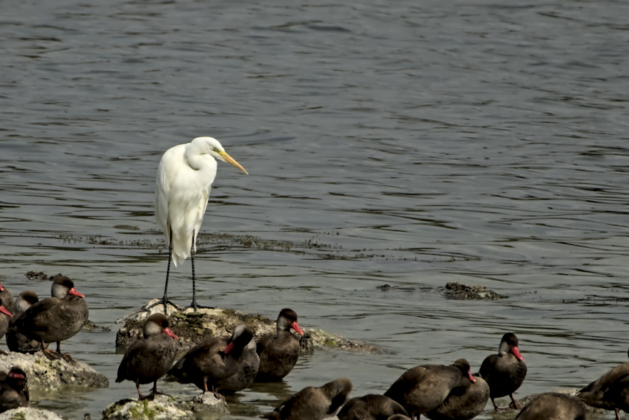 Silberreiher mit Kolbenenten