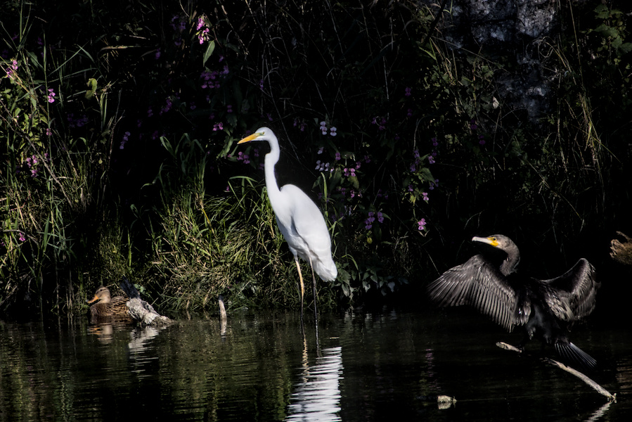 Kormoran, Silberreiher und Stockente