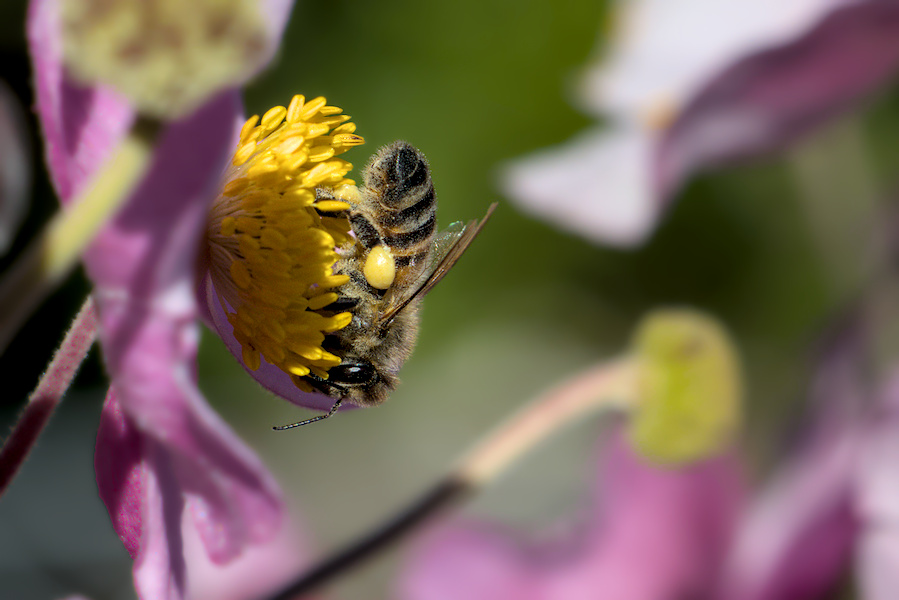 Biene auf einer Anemone