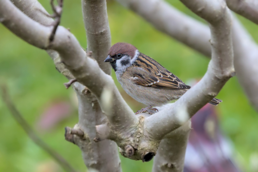 Feldsperling in einem Busch