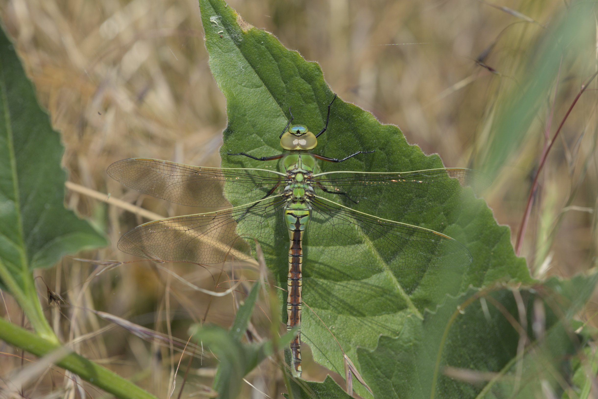 Meinen Rücken wärmend