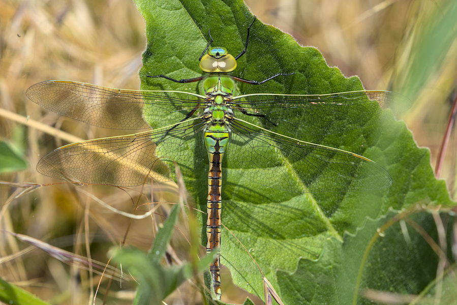Edellibelle auf einem Blatt