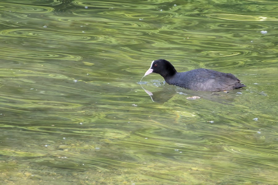 Blässhuhn auf einem See
