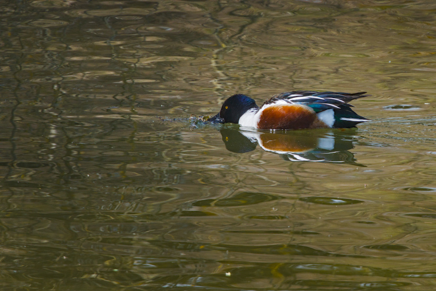 L&ouml;ffelente auf einem See