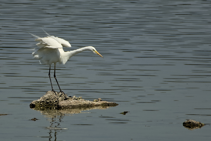 Silberreiher auf einem Stein