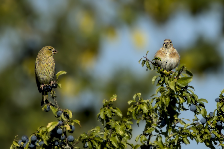 Gr&uuml;nfink und Stieglitz auf einem Busch