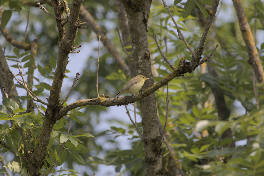 Gelbspötter auf einem Baum