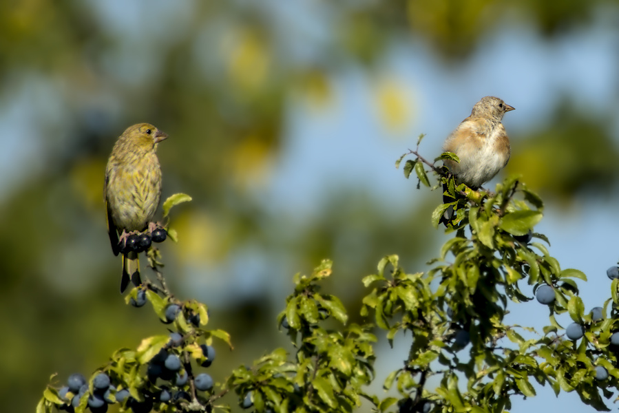 Gr&uuml;nfink und Stieglitz auf einem Busch