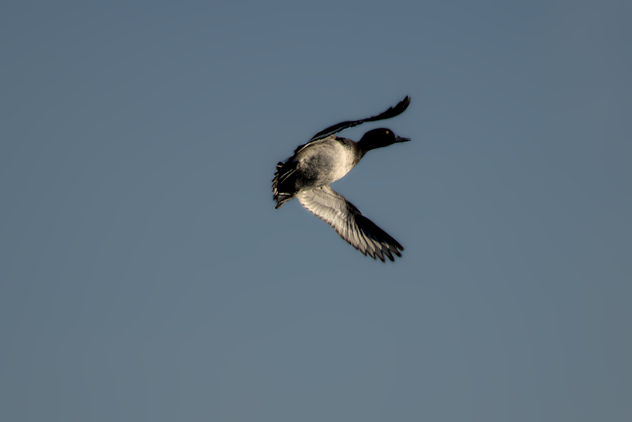 Fliegende Reiherente