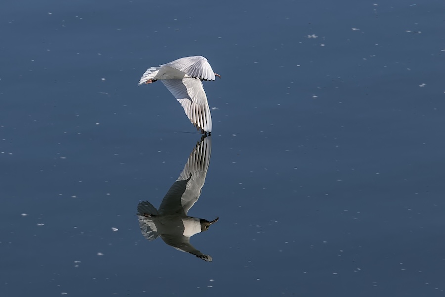 Lachmöwe über einem See
