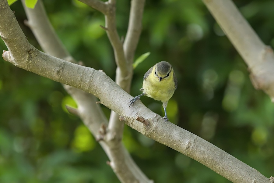 Junge Blaumeise auf einem Baum