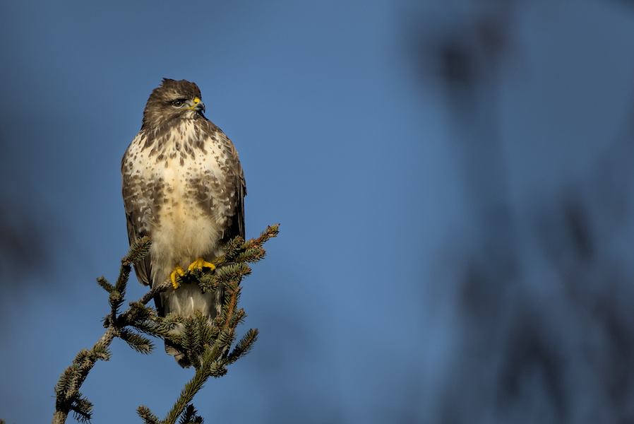 M&auml;usebussard auf einem Baum