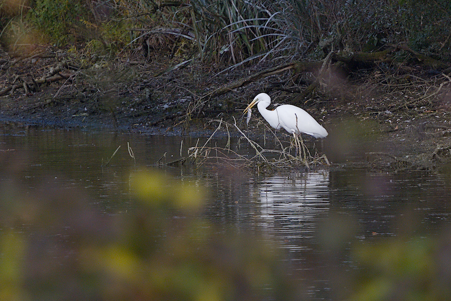 Silberreiher in einem Teich