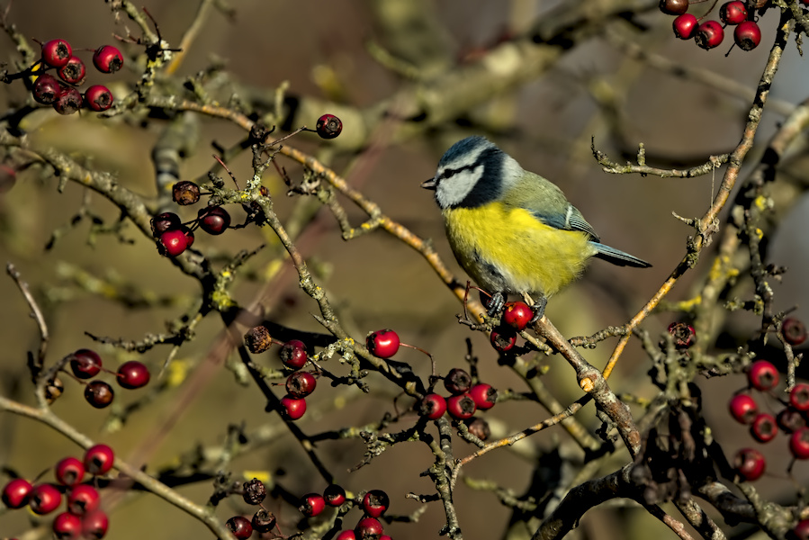 Blaumeise in einem Busch